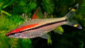 Как да разграничим бомба от мъж?